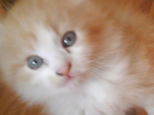 Софья Корягина