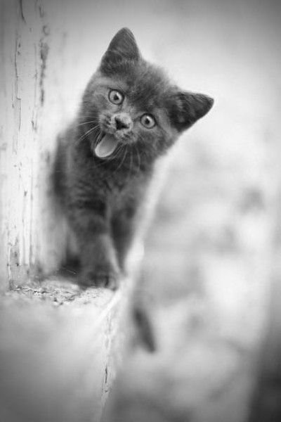 Сергей Горев