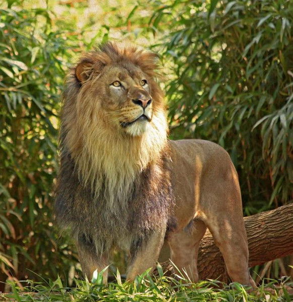 Иван Кулагин