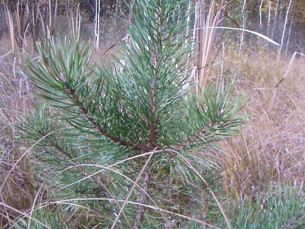 Ольга Шершнева