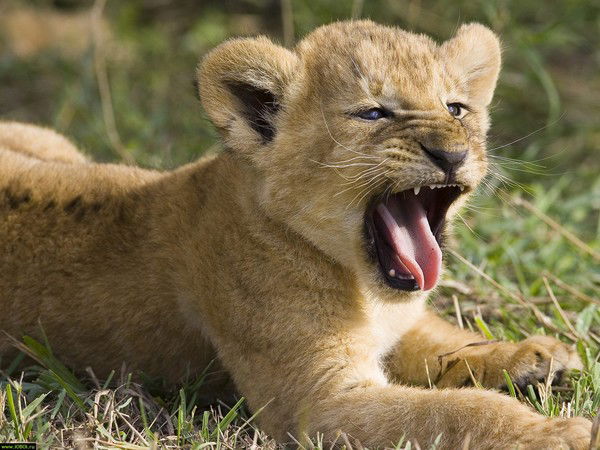 Виктория Агапова