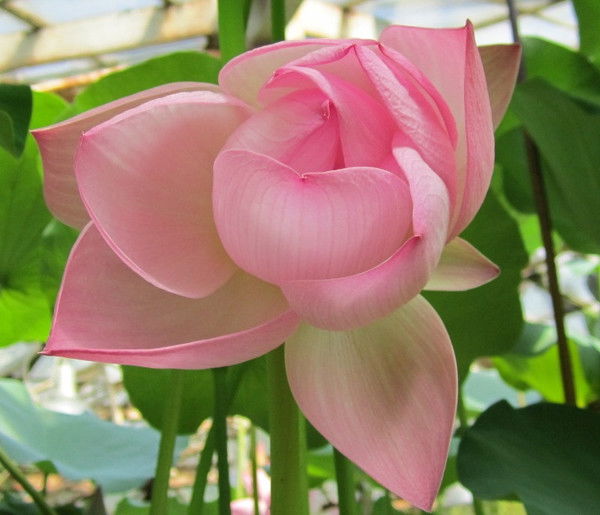 Татьяна Кособокова