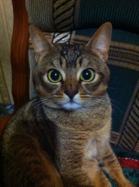 Наиль Сальманов