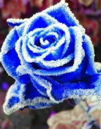 Маргарита Берникова