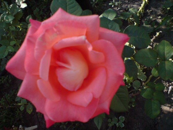 Бектасова Жомажан