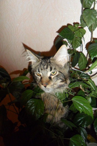 Валерий Талуенко