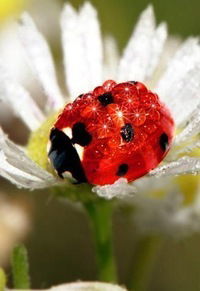 Сасыкольский Сельсовет