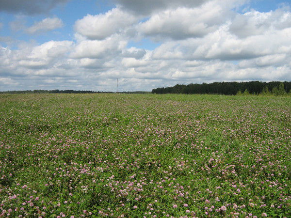 Tanea Фролова