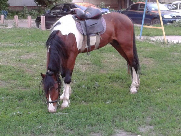 Неизвестно Неизвестно