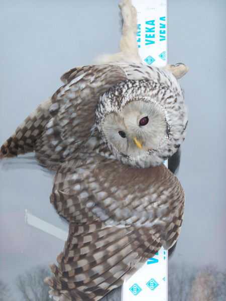 Александр Распаев