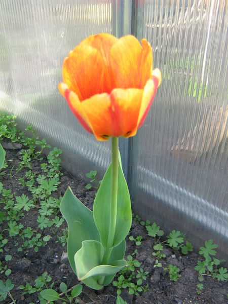 Алексей Татарников