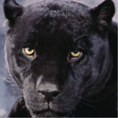 Виталий Карпенко