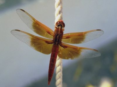 Наталья Новикова