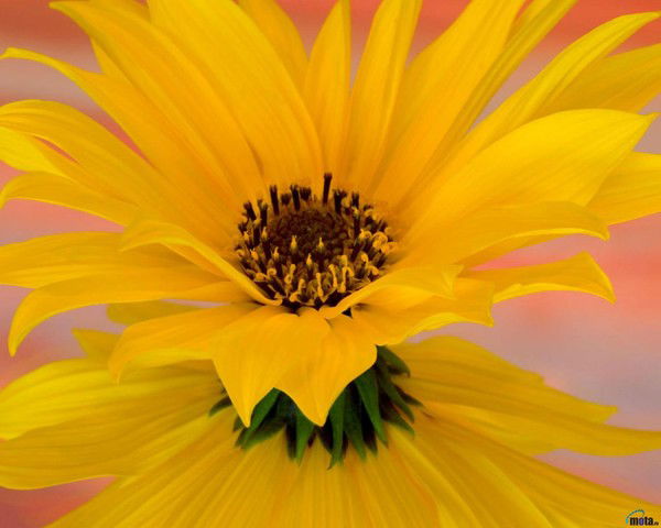 Марина Волкова