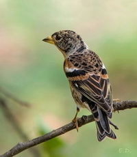 Иван Пичугин