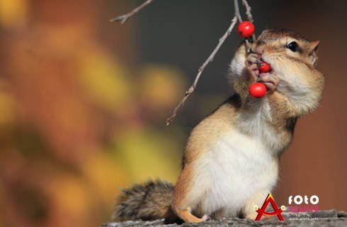 Мбу Управление Территориального Планирования