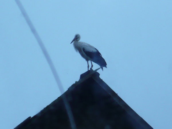 Наталья Казновская