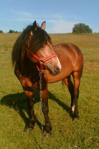 Андрей Бухвалов