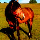 Андрей Бухвалов