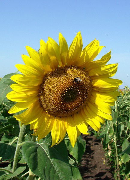 Мурзагалеева Жания