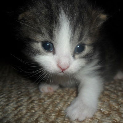 Анжелика Соломон