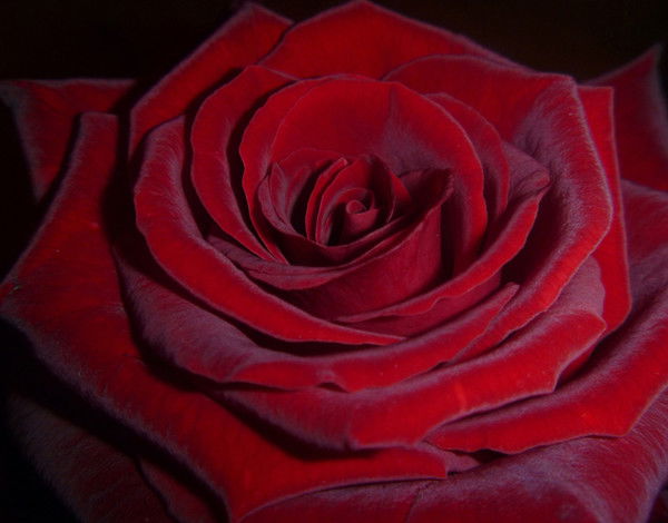 Ольга Курекова