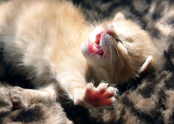 Олеся Кузьменко