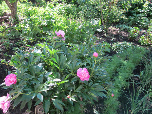 Неизвестно Неизвестно