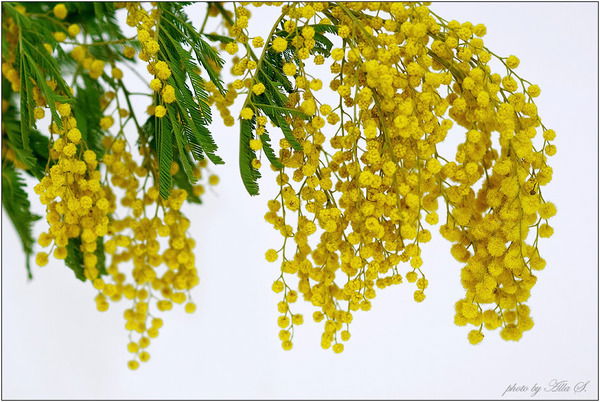 Людмила Лазарева