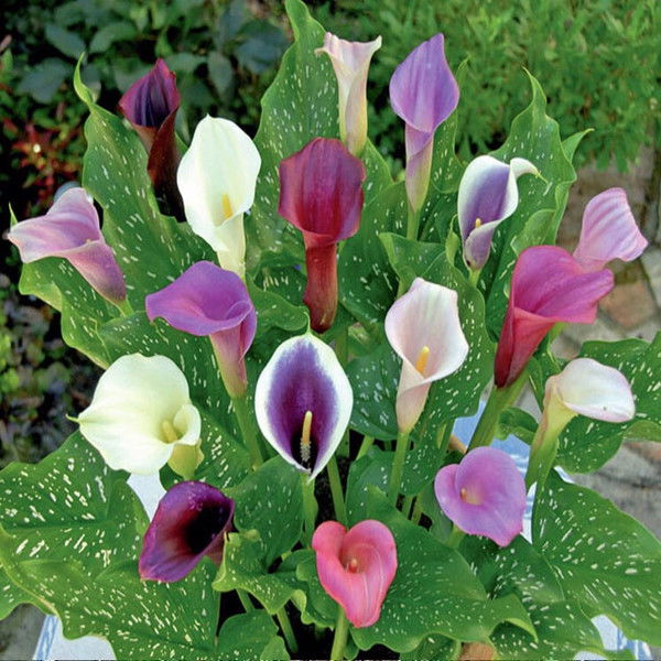 Наталия Gricenko