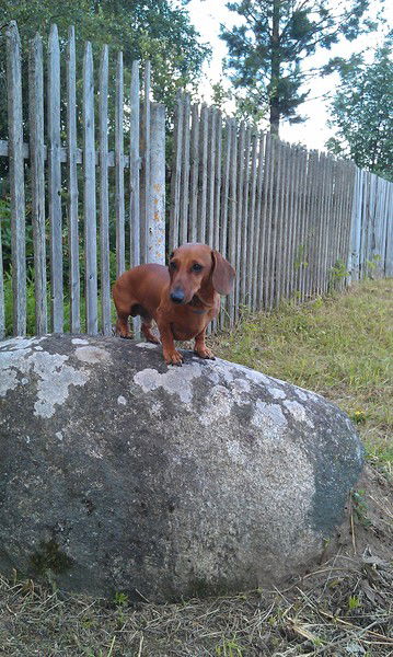 Инна Бощенко