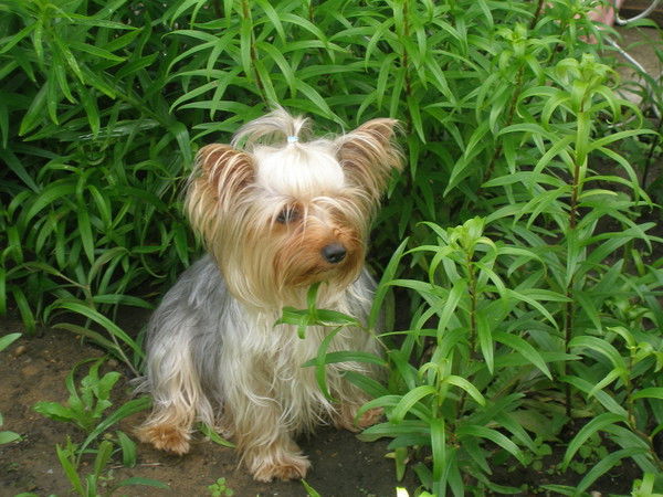 •°••еленка •°••