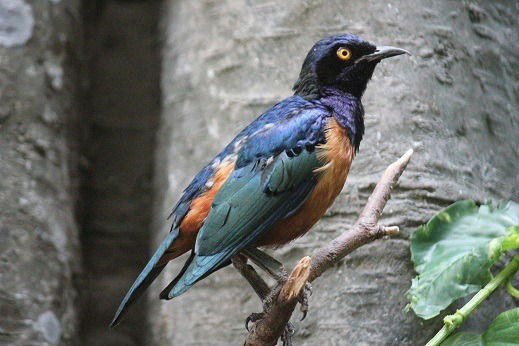 Татьяна Чеботарева