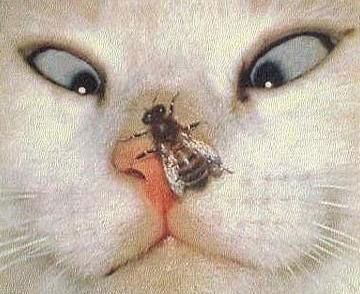 Аслан Яндиев