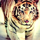 Adiliya =*