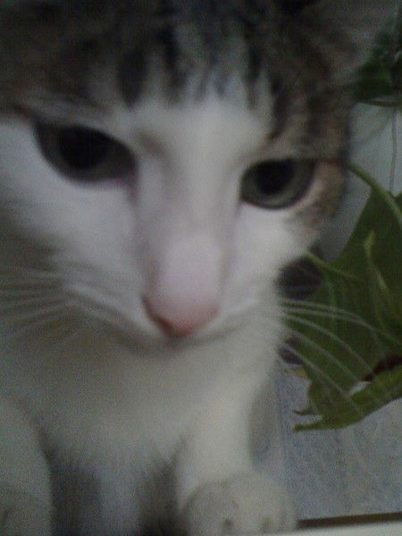 Kiss Cat Александрова