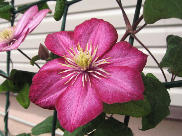 Елена Потапенко