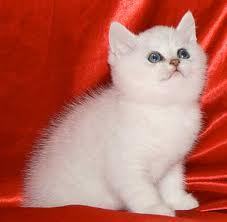 Яночка Савинова