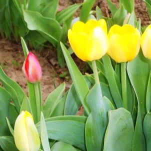 Нина Шумейко