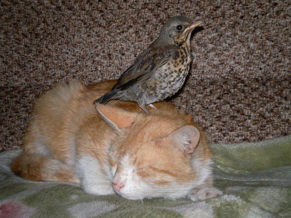 Елена Крылова