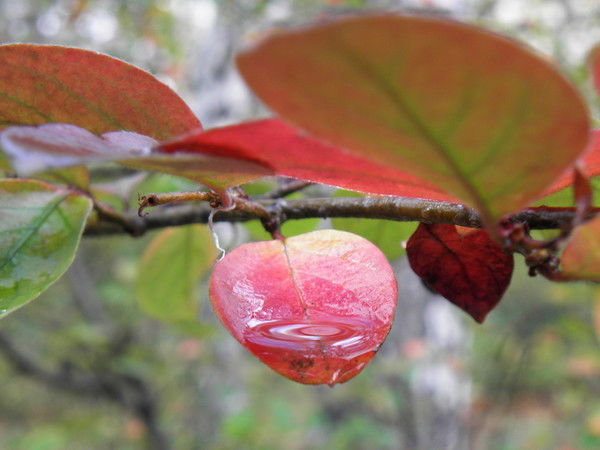 Наталья Горбунова
