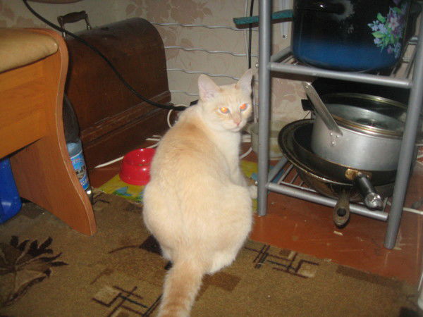 Анатолий Провоторов