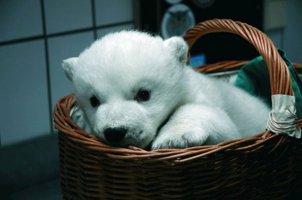 Снежанна Гибнер