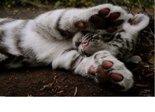 Сергей Кузнецов