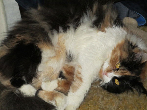 Любовь Медведева