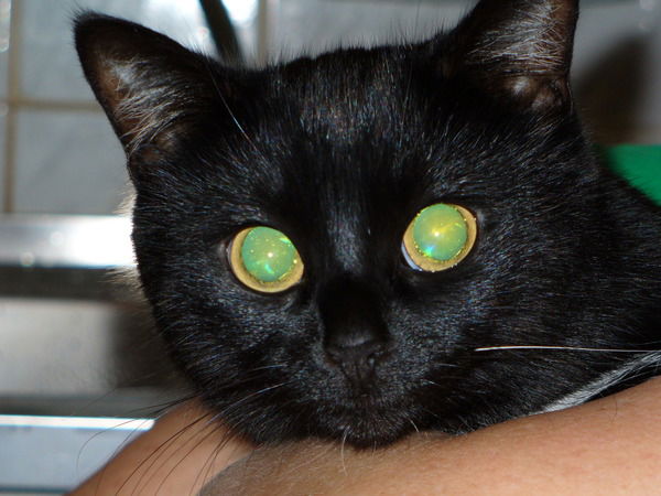 Ирина Закарьян