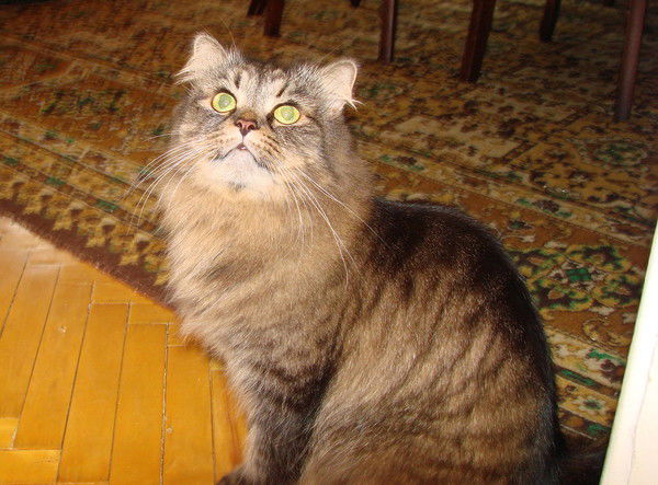 Юлия Колобова