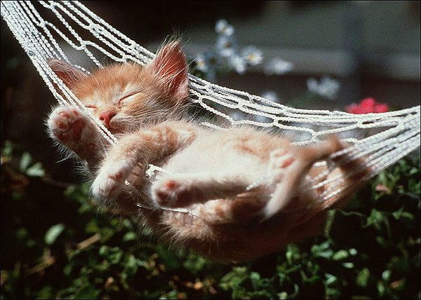 Елена Бурдейная