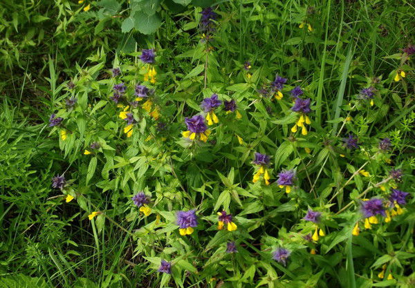 Жулдыза Елеусызова