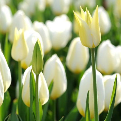 Ксения Родионова